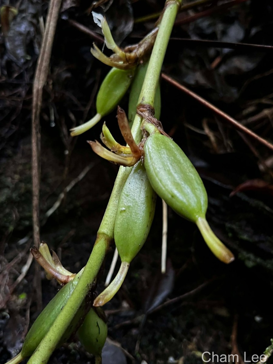 Elettaria ensal (Gaertn.) Abeyw.
